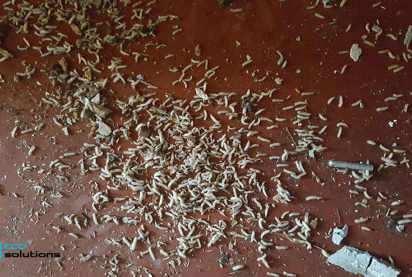 Post-Mortem Cleaning, Album №4