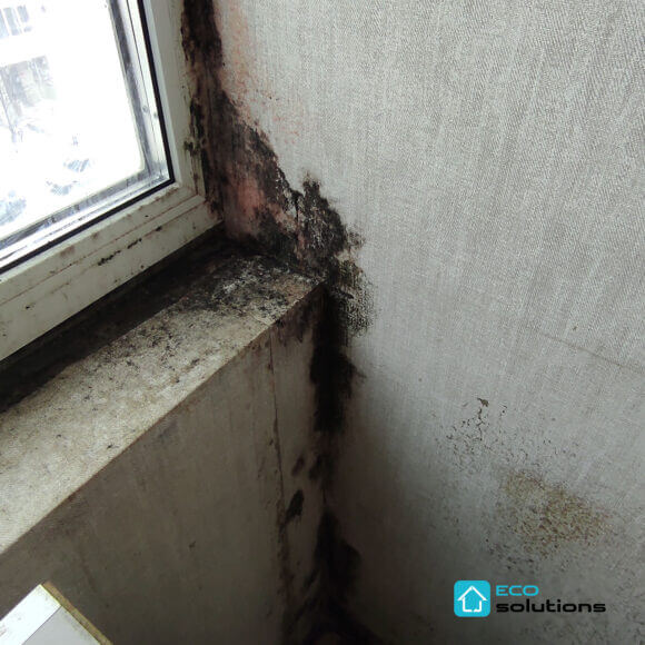 Mold Removal Service, Album No. 3
