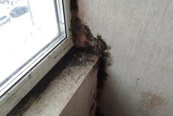 Mold Removal, Album №3 Mold Removal, Album №3