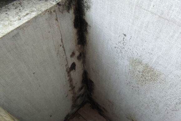 Mold Removal, Album №3 Mold Removal, Album №3