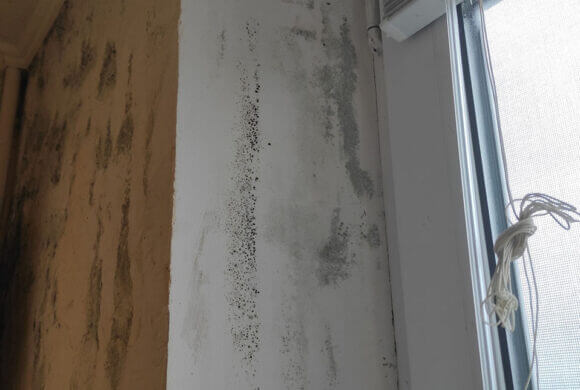 Mold Removal, Album №11