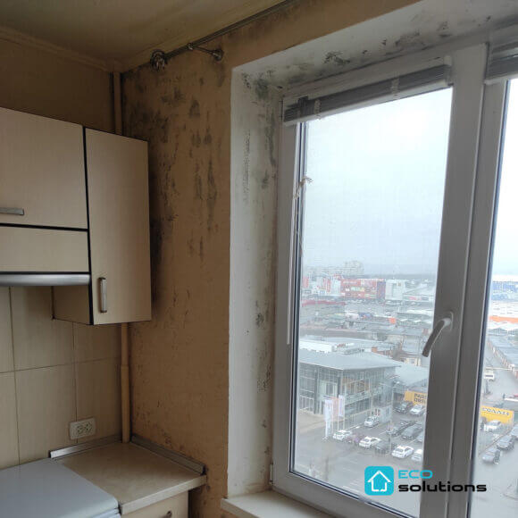 Mold Removal Service, Album No. 11