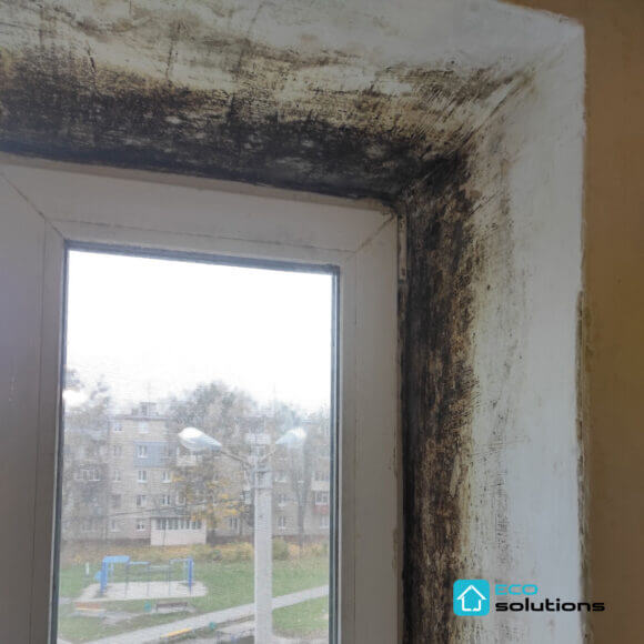 Mold Removal Service, Album No. 9
