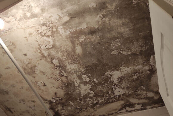 Mold Removal, Album №2