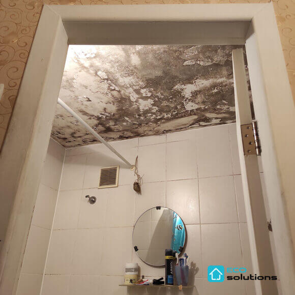 Mold Removal Service, Album No. 2