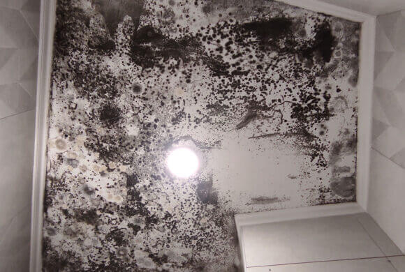Mold Removal, Album №1