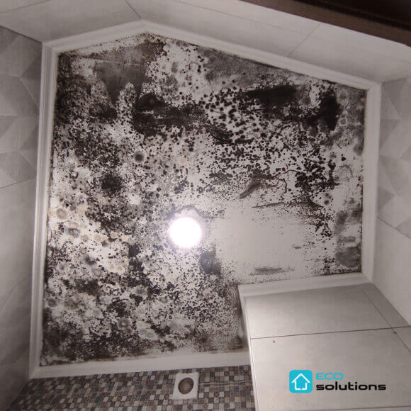 Mold Removal Service, Album No. 1