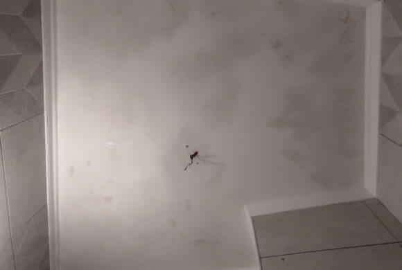 Mold Removal, Album №1